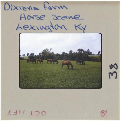 Dixiana Farm Horse scene, Lexington, Kentucky