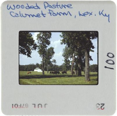 Wooded Pasture Calumet Farm, Lexington, Kentucky