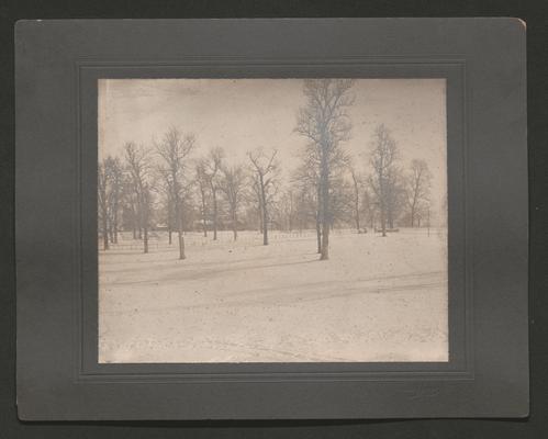 Winter scene with trees