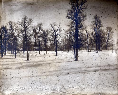 Winter scene with trees
