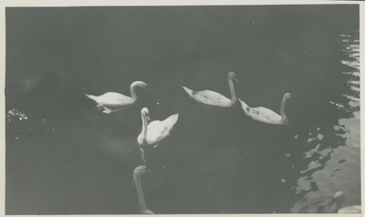 Swans on a pond in Paradies, Jena. (negative and print)