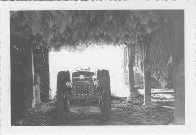 Tractor in barn under drying tobacco, Boone Co