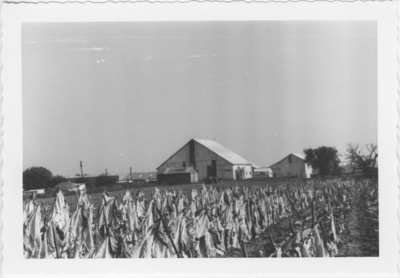 Staked tobacco in field, barn in background. Boone Co