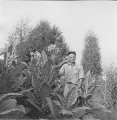 Man with tobacco in bloom