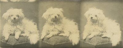 row of three photographs; all of a dog
