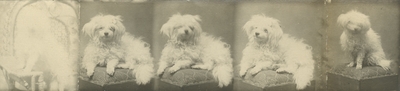row of four photographs, three of which match the photos from #138; all of a dog