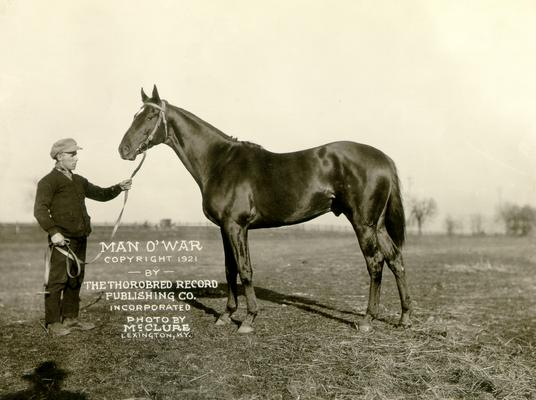 Man 'O War Copyright 1921 by The Thorobred Record Publishing Co. incorporated; Photograph by McClure Lexington, KY