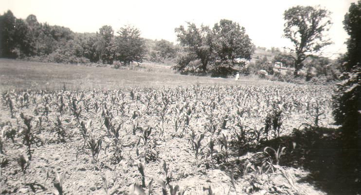 Big Bone Lick (Boone County, KY) July 4th, 1940; Corn Field