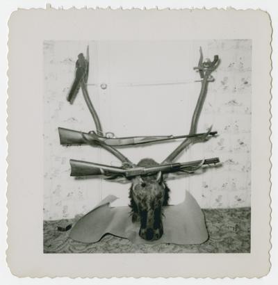 Trophy head displayed with two rifles hanging in antlers