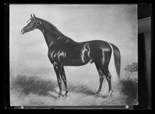 Horse, copy of drawing or painting