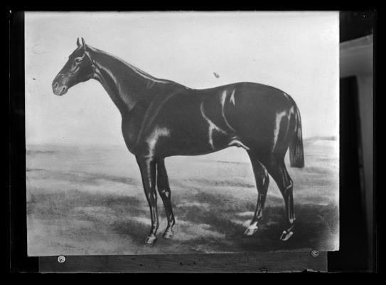 Horse, copy of drawing or painting, tail cut straight