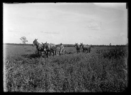 Two two-horse drawn grass cutters