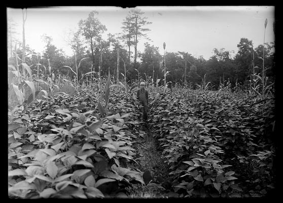 Boy in row of beans or peas with few stalks of cane