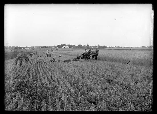 Hemp or grain being cut with a mowing machine, farm house and buildings in background
