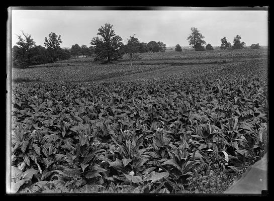 Burley tobacco, tobacco patch in bloom