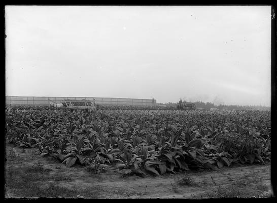 Tobacco being cut and put on wagons in background, showing scaffold and canvas frame