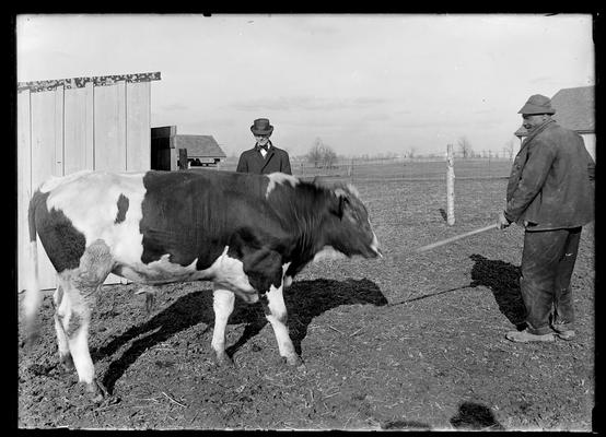 Possibly Dean Cooper, looking at young bull held by attendant