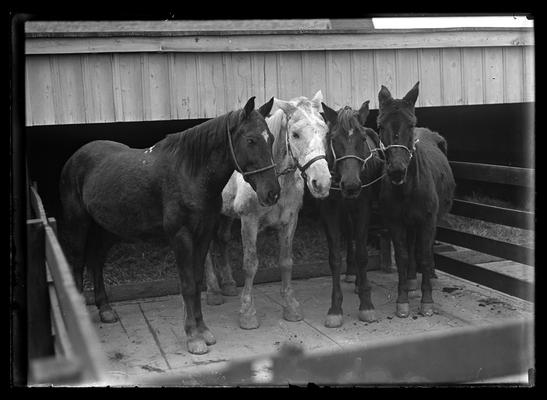 Four horses, one gray