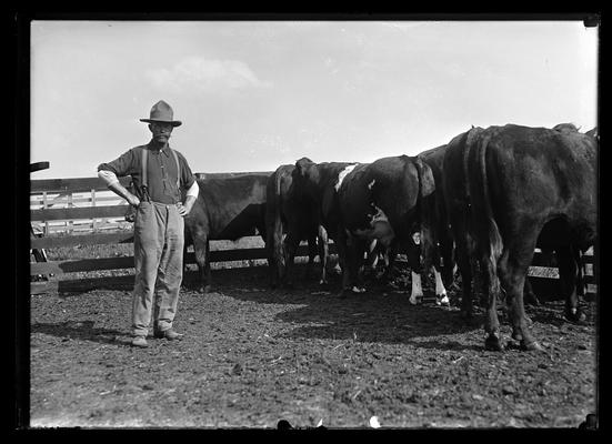 Several cows, rear view, man in hat with mustache