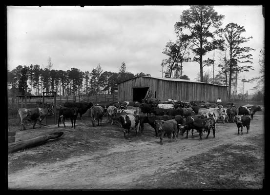 Cattle ready to be shipped in front of barn