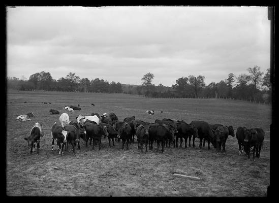 Mixed cattle in field, some standing, some lying down