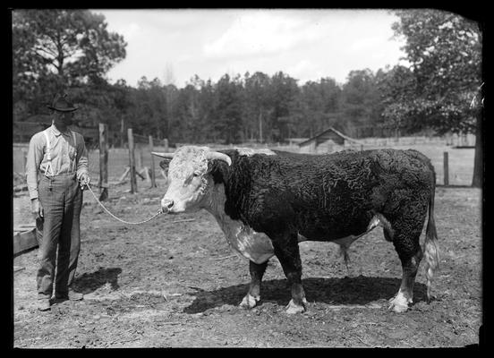 Hereford bull, held by man