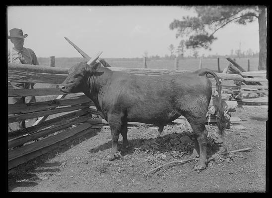 Shorhorn bull by rail fence, man on other side