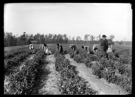 Seven women picking peas, male supervisor, picking peas