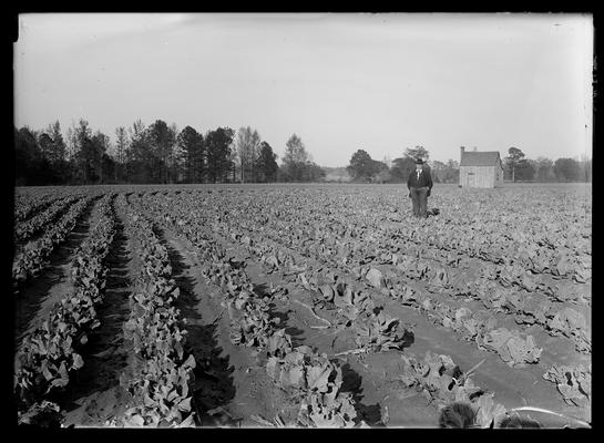 Cabbage field, man and house in distance