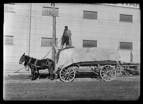 Tobacco as it is brought from the farm, two-horse wagon, driver, tobacco is covered