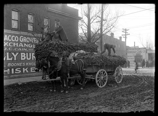 Tobacco being loaded from one wagon to another, Tobacco Growers Exchange, JC Cain, proprietor