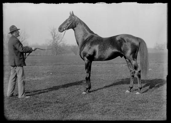 Horse, property of J.B. Haggin, Esquire