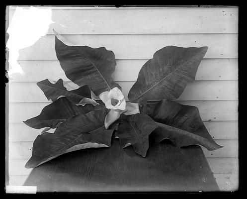Notation Magnolia, Macrphylla, old stable (log), Torrent, June 9, 1898, one blossom