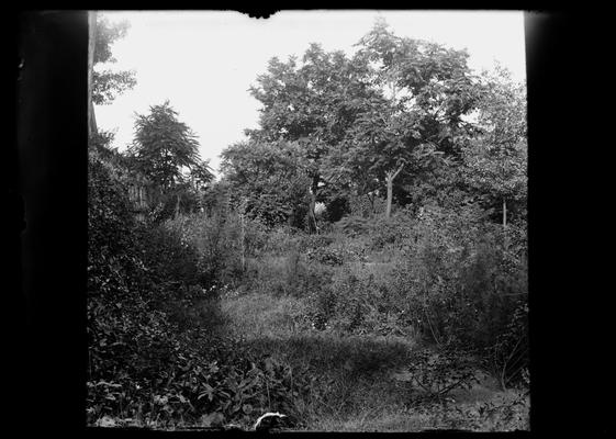 Foliage, Mrs. Clay's garden