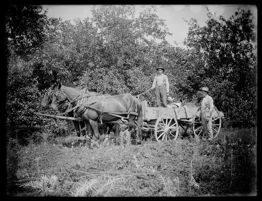 Horses plowing