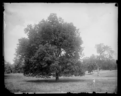 Tree, man at Winton