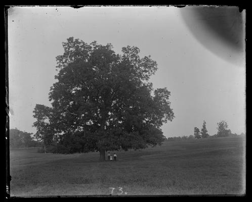 Two men, girl under tree