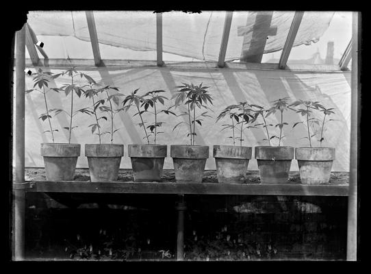 Hemp experiment, seven pots