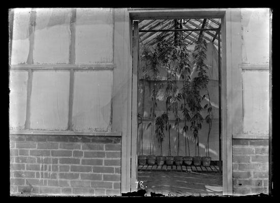 Hemp experiment, eight pots through doorway