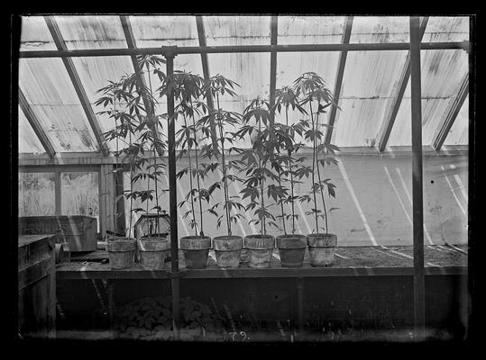 Hemp experiment, seven pots