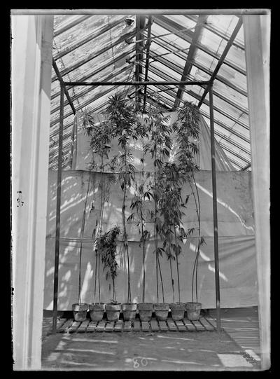 Hemp experiment, eight pots