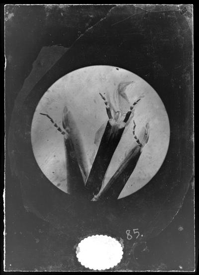 Microscopic photo, tongue bee fly