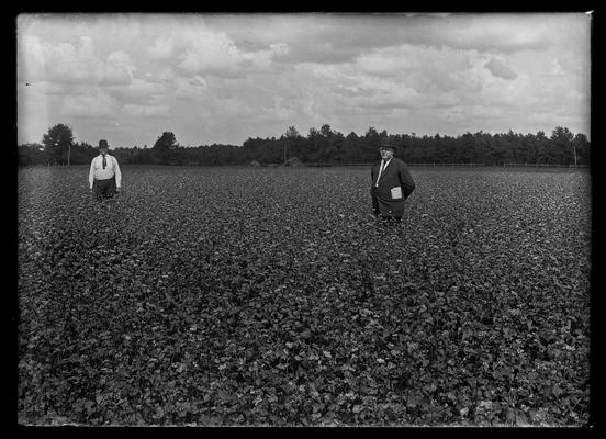 Dr. Thorp, buckwheat field, Kings Mountain (?), two men