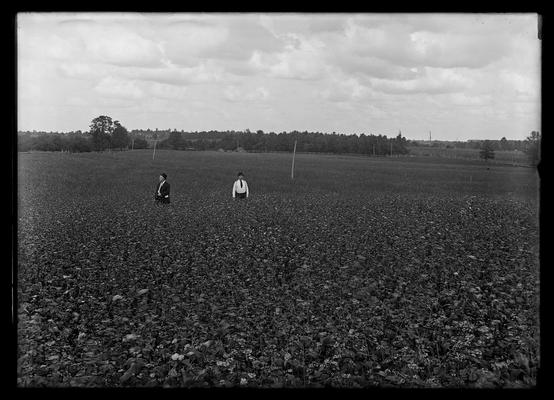 Two men in buckwheat field, Dr. Thorp, Kings Mountain (?) building in distance