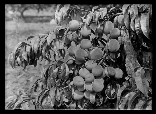 Peach orchard, Ellis Brothers & W.H. Fisk, peach branch