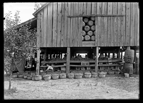 Peach orchard, Ellis Brothers & W.H. Fisk, showing exterior of plant (barn), peaches in baskets on outside and women packing inside