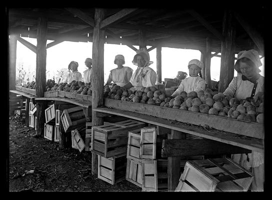 Peach orchard, Ellis Brothers & W.H. Fisk, women sorting and packing