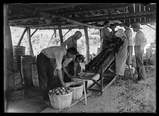 Peach orchard, Ellis Brothers & W.H. Fisk, men and women sorting, chute, baskets