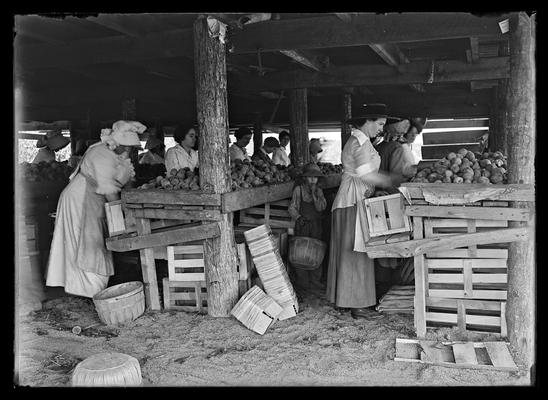 Peach orchard, Ellis Brothers & W.H. Fisk, women processing