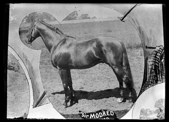 Horse, Sir Modred, copy